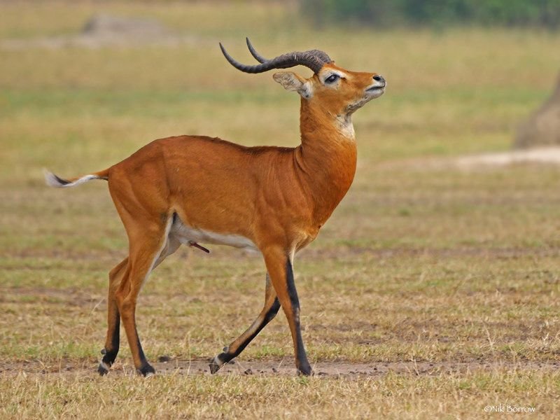 A Uganda kob male with lyre horns on floodplain grassland